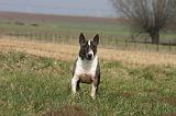 BULL TERRIER MINIATURE 331